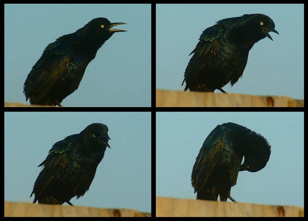 (09) crow montage.jpg   (1000x720)   241 Kb                                    Click to display next picture